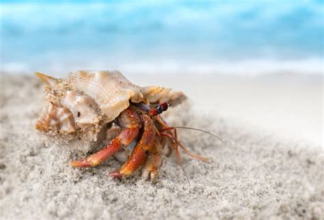 Colorful Hermit Crab On The Beach Stock Photo Image Of Sand Beach