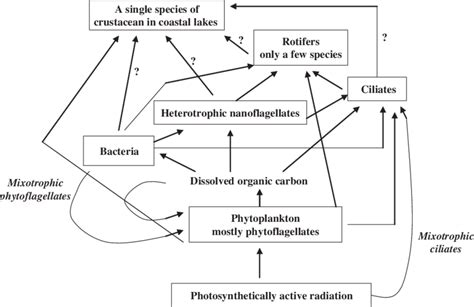 6 The typical food web in the plankton of Continental Antarctic lakes ...