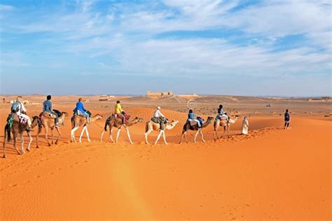 Camel Caravan Going Through The Sahara Desert In Morocco Editorial