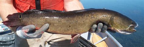 Bowfin Amia Calva South Nation Conservation Authority