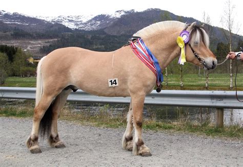 Norwegian fjord horse