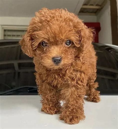 Teacup Poodle Full Grown Poodle Puppies For Sale Teacup Poodle Full