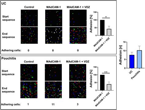 Integrin Dependent Adhesion Of T Cells To Madcam Is Blocked By