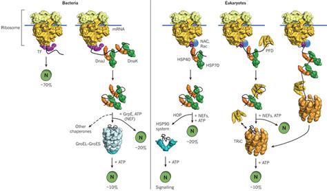 Molecular chaperones in protein folding and proteostasis (PDF Download ...