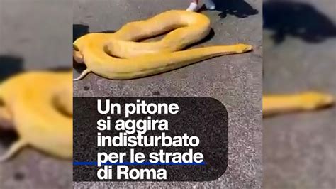 Un Pitone Albino Si Aggira Per Le Strade Di Roma