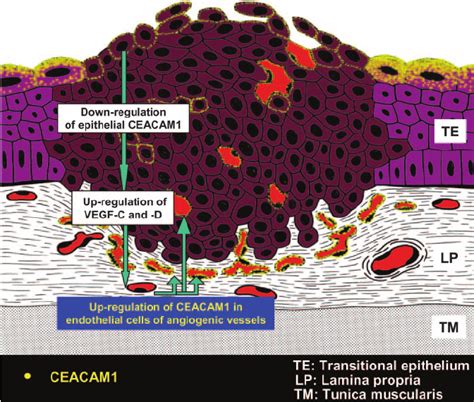 Scheme Showing The Dual Role Of Ceacam In Urinary Bladder Cancer