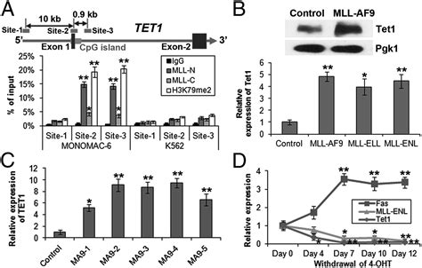 Tet1 Plays An Essential Oncogenic Role In Mll Rearranged Leukemia Pnas