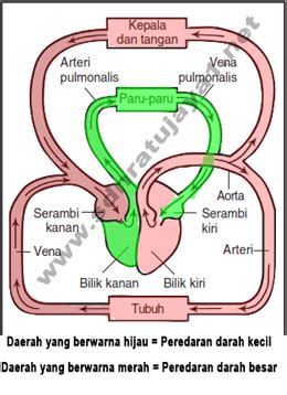 Peredaran Darah Kecil Pada Manusia