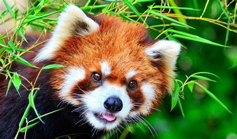 This red panda has attractive eyes, just love it : redpandas