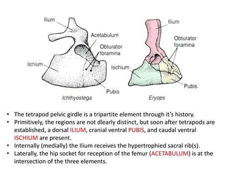 Ppt Biology 524 Postcranial Skeleton Iii Pelvic Girdle And Femur S