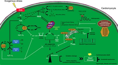 Proposed Model For The Action Of Selenoproteins In Cardiomyocytes