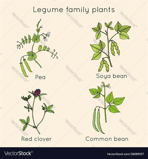 Legume Family Plants