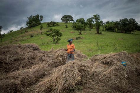 Leisa La Agricultura Desempe A Un Papel Clave Para Reducir Las