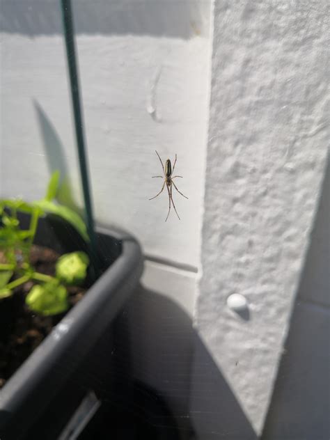 An unusual spider, at least to me - UK : r/gardening