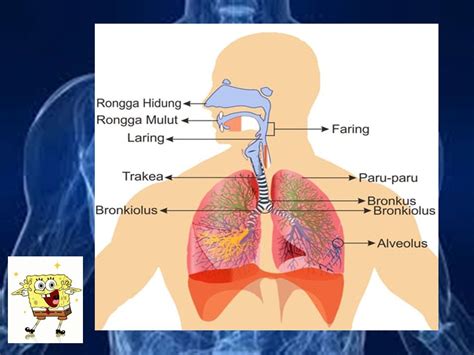 Tujuan Pembelajaran Jenis Jenis Pernapasan Penyakit Atau Gangguan Pada