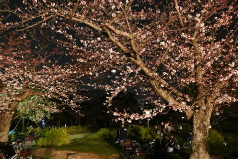 후쿠오카벚꽃축제② 후쿠오카성마이즈루공원 벚꽃축제~♪ 네이버 블로그