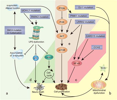 Parkinsons Disease Pathway