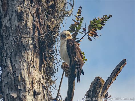 Hawaiian Hawk … Juvie Begging for Breakfast! | 365 Days of Birds