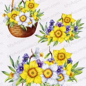 Daffodils, Narcissus Bouquets & Garlands. Watercolor Clipart. Spring ...