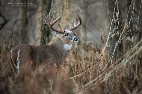 Whitetail Deer Photography - Whitetail Deer Photography