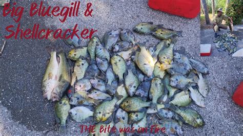 Non Stop Big Bluegill Shellcracker Fishing Action Packed