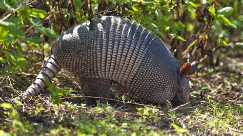 What Diseases Are Spread By Armadillos? | Animals Happen Wildlife Control