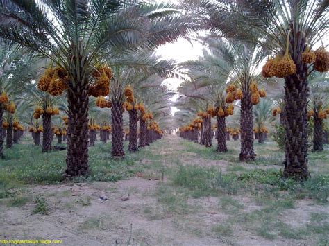 Colorful Iran Palm Tree Planting Ritual In Bushehr Tehran Times