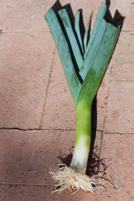 Seed Of The Week Garden Leek Growing With Science Blog