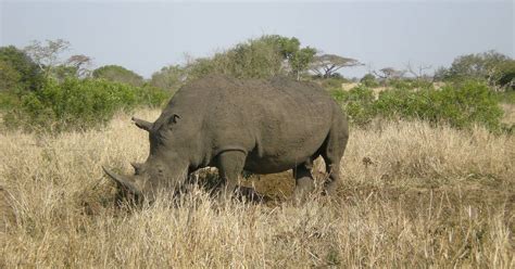 Protéger les rhinocéros en Namibie Beauval Nature