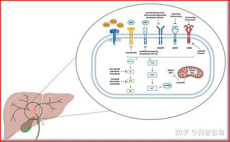 胆管癌治疗现状与新药研发进展！其中fgfr2抑制剂极具潜力，备受关注！ 知乎