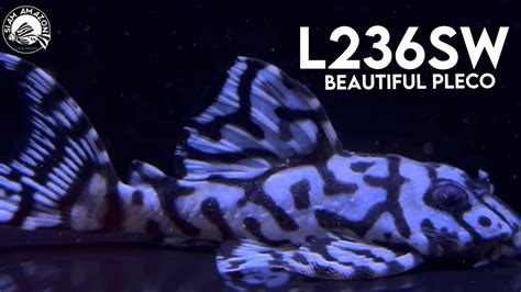 Beautiful Pleco🤍 L236 Super White Youtube