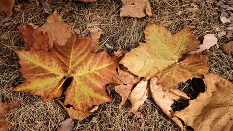 Big Leaf Maple - Monte Stevens PhotographyMonte Stevens Photography