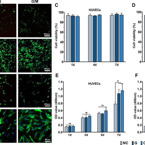 Biocompatibility Evaluation Of Gelma Mcm Hydrogel Representative