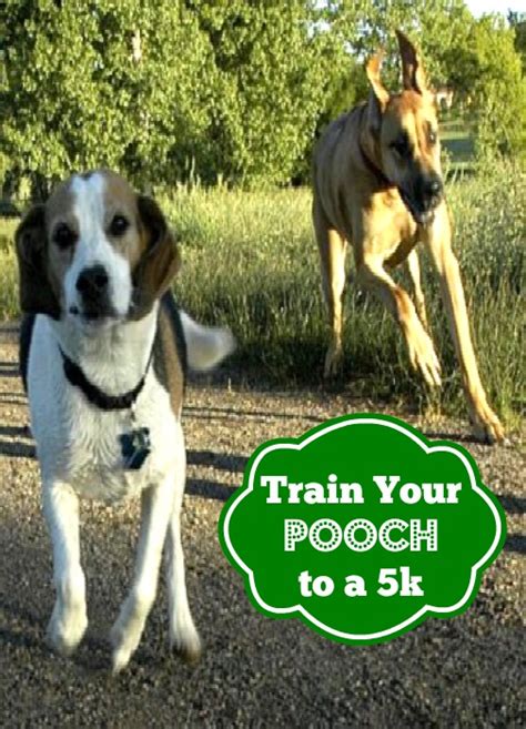 how to train a dog to run with you