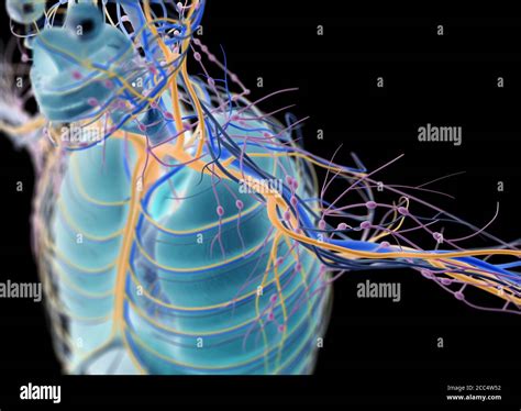 Anatom A Ilustraci N De La Cabeza Humana Cerebro Arterias Nervios