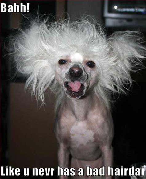 Dogs Photo Bad Hair Day Funny Dogs Bad Hair Day Funny Funny Animals