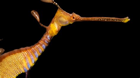 Weedy Sea Dragon | National Geographic