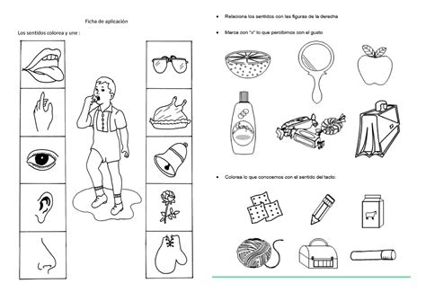 Ficha de sentidos 13 de mayo Introducción A La Ciencia De Los