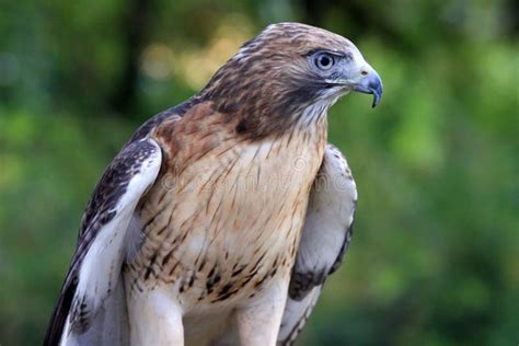 Healthy Falcon stock image. Image of eagle, woods, wings - 12230511