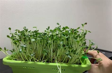 What Are The Best Microgreen Containers?