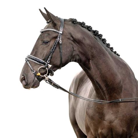 Westphalian Main Licensing 2022 Dressage Stallions WESTFÄLISCHES