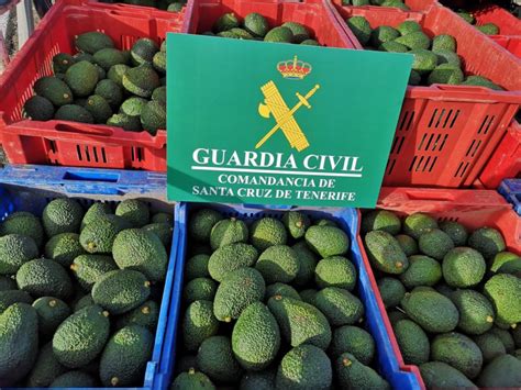 Detienen A Los Presuntos Autores Del Robo De 300 Kilos De Aguacates En