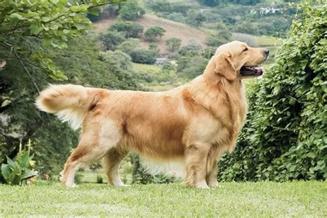 Golden Retriever Información De Raza De Perro Foto Cuidado