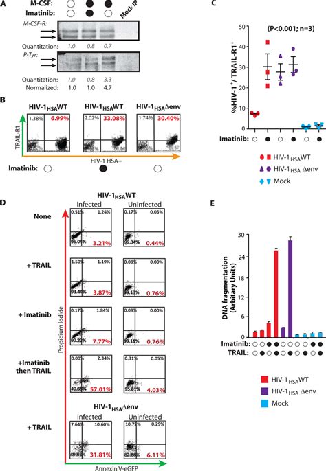 Imatinib Blocks M Csf Signaling And Restores Trail Sensitivity Of Download Scientific Diagram