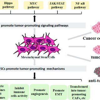 Mesenchymal stem cells (MSCs) promote tumor progression through ...