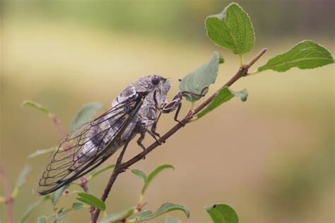 ¿cuál Es El Insecto Más Ruidoso