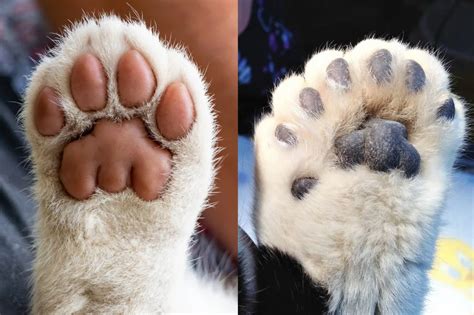 What Is A Polydactyl Cat? Here's Everything You Need To Know – Cultbizztech