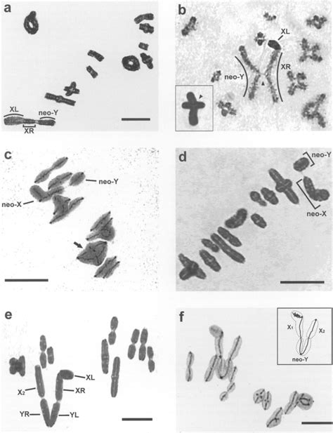 Neo Sex Chromosome Systems Of Neotropical Melanoplinae Male Meiosis A