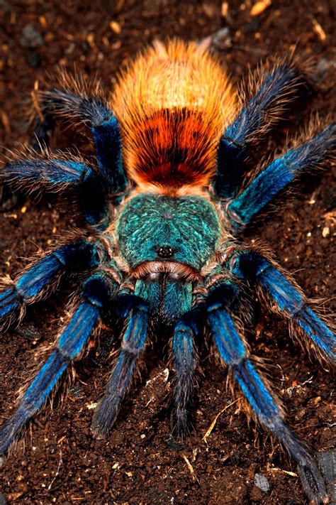 Green Bottle Blue Tarantula For Sale - Buy Now