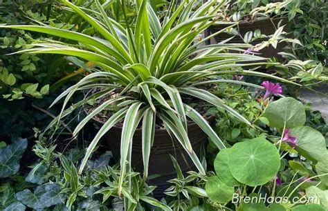 How I Grow Spider Plants Outdoors Bren Haas Website